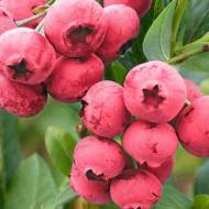 Саджанець Лохина Пінк Лимонад в контейнері